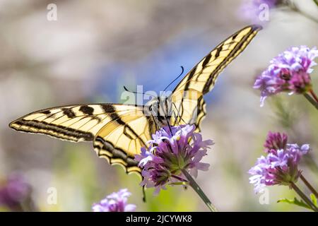 Western Tiger Swallowtail Butterfly, Papilio rutulus Foto Stock