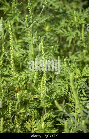 Comune americano ragweed. I cespugli fioriti non hanno ancora fiorito l'ambrosia. Pianta pericolosa, Ambrosia arbusti che causano reazioni allergiche, rhin allergico Foto Stock