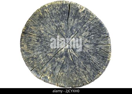 Fetta di tronco di albero grande tagliata da legno vecchio isolato su sfondo bianco. Superficie ruvida con anelli e crepe. Bello modello di anelli annuali su taglio Foto Stock