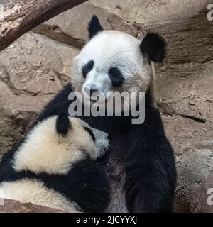 Panda giganti, panda orso, panda bambino e la sua mamma che si abbraccia a vicenda Foto Stock