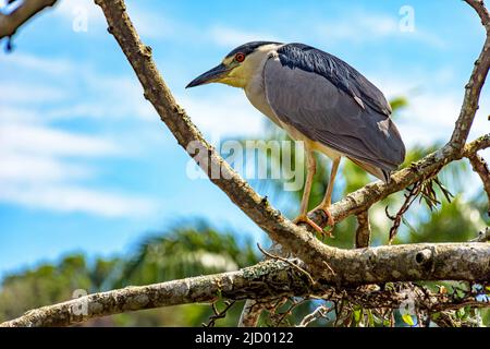 Night-Heron incoronato nero arroccato su un albero sulla costa di Rio de Janeiro in una giornata di sole Foto Stock