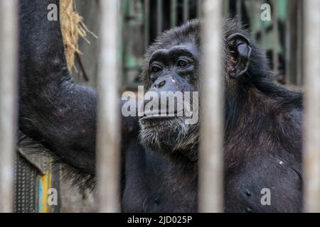 Scimmia solitaria nella gabbia dello zoo Foto Stock