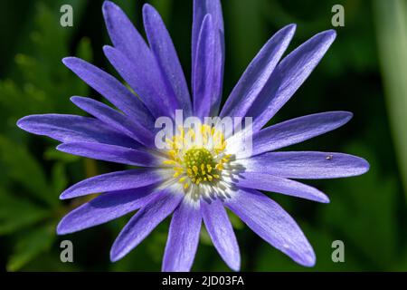 Macro colpo di un anemone balcanico (anemonoides blanda) fiore in fiore Foto Stock