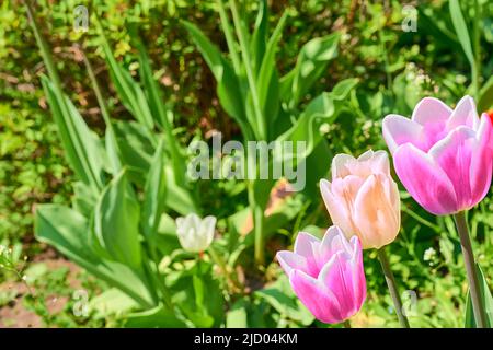 Tre tulipani rosa delicati e un prato verde brillante Foto Stock