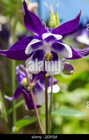 Primo piano di un fiore di aquilegia viola e bianco in fiore Foto Stock