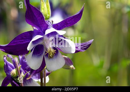 Primo piano di un fiore di aquilegia viola e bianco in fiore Foto Stock