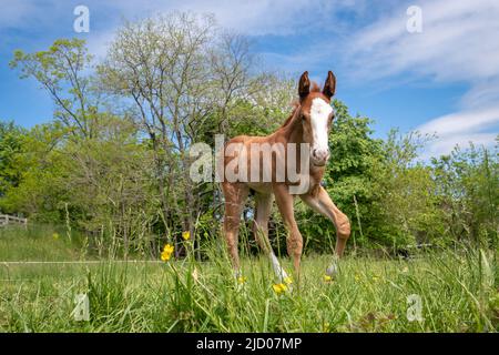 Puledro in campo Foto Stock