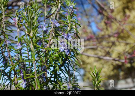 Uno sguardo alla vita in Nuova Zelanda. Erbe e piante commestibili: Rosmarino (Salvia rosmarinus), che cresce nel mio giardino biologico. Foto Stock