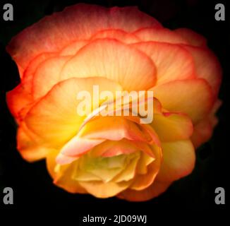 Floribunda Roses Calgary Zoo Alberta Foto Stock