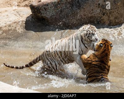 Una splendida variante bianca di una tigre del Bengala e una tigre del Bengala dai colori tradizionali lottano all'incredibile Wild Animal Sanctuary dopo il salvataggio Foto Stock