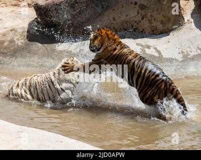 Una splendida variante bianca di una tigre del Bengala e una tigre del Bengala dai colori tradizionali lottano all'incredibile Wild Animal Sanctuary dopo il salvataggio Foto Stock