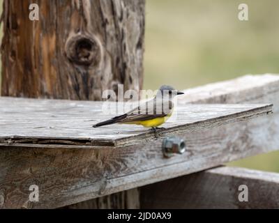 Un Kingbird occidentale si trova in un caldo pomeriggio estivo Foto Stock