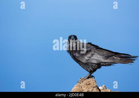 Ritratto di nero corvo comune su una roccia, con lo sfondo di un cielo blu, fotografato sull'isola di la Palma, Isole Canarie. Foto Stock