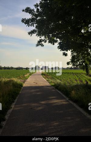 Strada di campagna delimitata da campi incorniciati da un albero che arcate su di essa Foto Stock