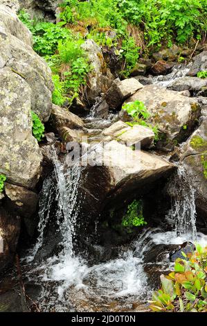 Un piccolo fiume di montagna scorre come una cascata tempestosa nella foresta mattutina. Tevenek (terzo fiume), Altai, Siberia, Russia. Foto Stock