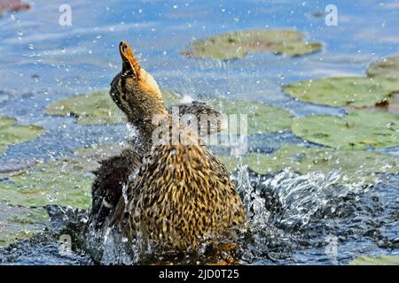 Una vista frontale di un'anatra di mallardo femminile (Anas platyrhynchos), godendosi il suo bagno con acqua da bagno che spruzzi sopra tutto. Foto Stock
