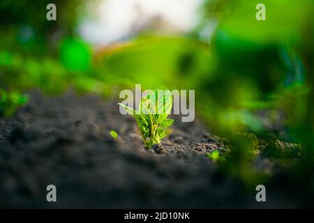Un giovane cespuglio di patate cresce nel terreno in un letto giardino Foto Stock