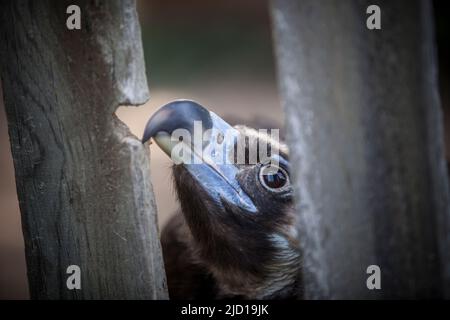 Avvoltoio cinereo che mordicchiava una recinzione in legno. Fuoco selettivo sul becco Foto Stock