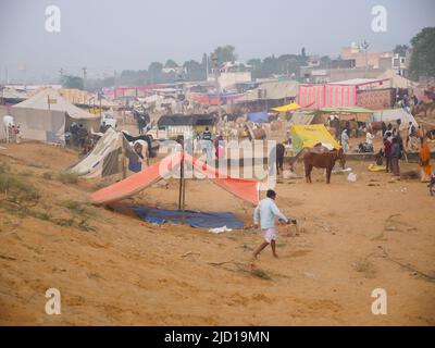 Pushkar, Rajasthan India - 14 novembre 2021 : i cavalli si sono riuniti per il commercio al festival del bestiame dell'India alla fiera del cammello di Pushkar. Foto Stock
