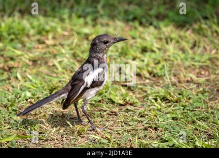 Il magpie-robin orientale è un piccolo uccello passerino. Foto Stock