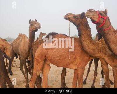 I cammelli si sono riuniti per il commercio alla fiera del cammello di pushkar in India Foto Stock