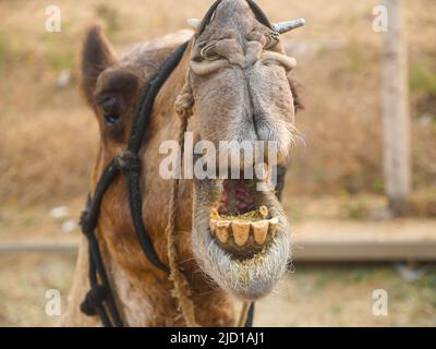 Cammello largo aprire la bocca. Denti e bocca interna visibili. Foto Stock