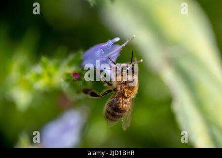 Macro primo piano di un'ape che inquina un fiore. Foto Stock