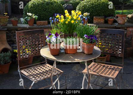 Tavolo e sedie in metallo pieno di fiori di primavera in pentole in giardino inglese, Inghilterra Foto Stock