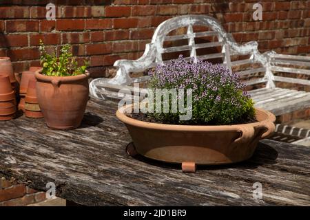 Ciotola di terracotta piena di erbe su tavola di legno in giardino inglese, Inghilterra Foto Stock