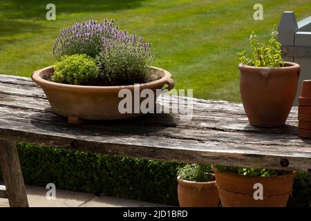 Ciotola di terracotta piena di erbe su tavola di legno in giardino inglese, Inghilterra Foto Stock