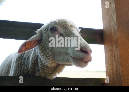 Pecora bianca che aderisce testa attraverso recinzione di legno Foto Stock