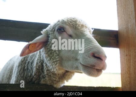 Pecora bianca che aderisce testa attraverso recinzione di legno Foto Stock
