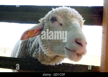 Pecora bianca che aderisce testa attraverso recinzione di legno Foto Stock