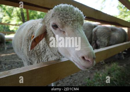 Pecora bianca che aderisce testa attraverso recinzione di legno Foto Stock