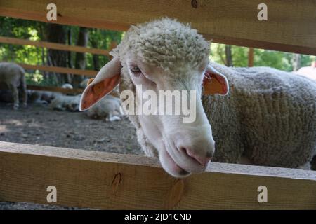 Pecora bianca che aderisce testa attraverso recinzione di legno Foto Stock