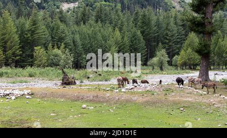 Asini o muli pascolo verde pascolo valle Kumrat Foto Stock