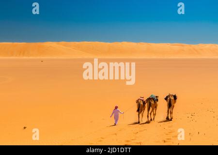 Un beduino che conduce i suoi cammelli (Camelus dromedarius) attraverso le Wahiba Sands, o Ramlat al-Wahiba, o Sharqiya Sands, il più grande deserto di Oman, Sultanat Foto Stock