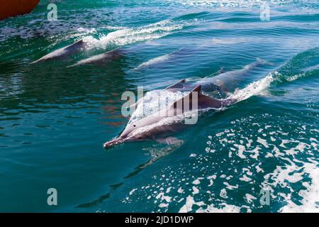 Delfini comuni (Delphinus delphis), Fjords o Khor di Musandam, Musandam, Sultanat di Oman Foto Stock