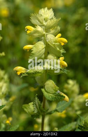 Rattolo giallo maggiore (Rhinanthus alectorolophus), Baviera, Germania Foto Stock