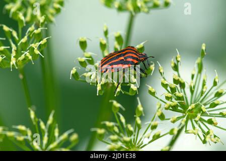 Fuoco bug (Pyrrhocoris apterus) sulla testa di seme di sambuco comune (Aegopodium podagraria), Baviera, Germania Foto Stock