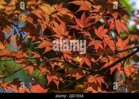 Foglie incandescenti dell'acero giapponese liscio (Acer palmatum), giardini del palazzo Dennenlohe, Franconia media, Baviera, Germania Foto Stock