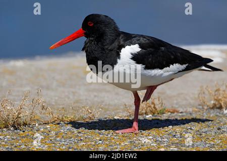 Oystercatcher (Haematopus ostralegus) in piedi su una gamba, Schleswig-Holstein, Germania Foto Stock