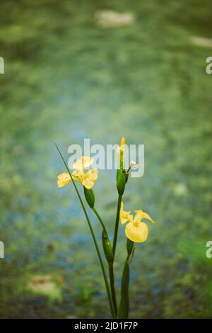 Giallo Iris pseudacoro, bandiera gialla, iride gialla, bandiera dell'acqua fiorente sulla riva del verde palude stagno. Molla. Foto Stock