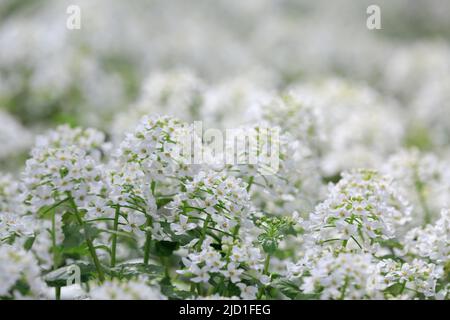 Arabis alpina, rockcess di montagna o cess di roccia alpina. arabis bianco caucasica fiori che crescono nella foresta. Sfondo floreale. Giardinaggio Foto Stock