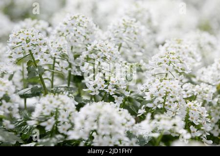 Bianca roccia alpina-cess Arabis alpina Foto Stock