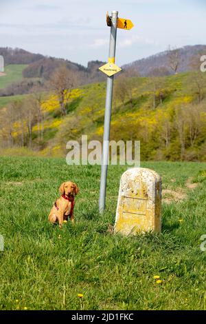 Ungherese o Magyar Vizsla o Vizsla capelli lisci, cane puntato, cucciolo seduto su un cartello sentiero, 11 settimane Foto Stock