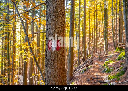Marcatore escursionistico, sentiero nella foresta, vicino Scharnitz, Baviera, Germania Foto Stock