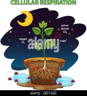 Diagramma che mostra la respirazione cellulare illustrazione Illustrazione Vettoriale