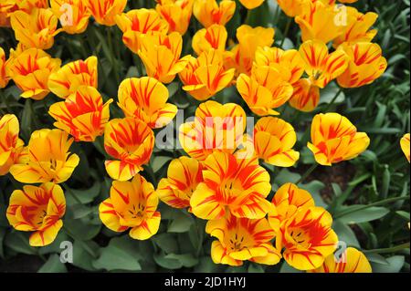 Giallo e rosso Darwin tulipani ibridi (Tulipa) fiamma olimpica fiorire in un giardino nel mese di aprile Foto Stock