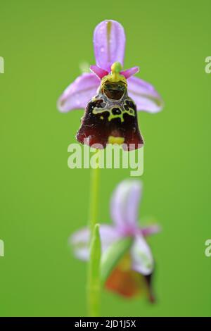 Bumblebee Ragwort (Ophrys ologerica), orchidee (Orchidee), Efringen Kirchen, Alto Reno, Baden-Wuerttemberg, Germania Foto Stock